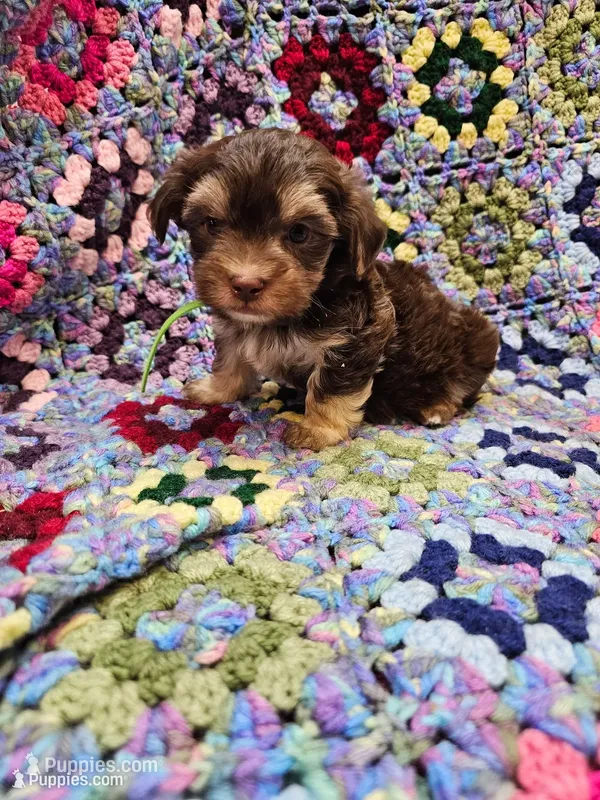 NESTLE , a male Yorkshire Terrier and Morkie for sale in Snowflake, AZ – 1 of 9