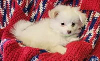 LINDSAY , a female Pomeranian and Morkie for sale in Snowflake, AZ – 8 of 9