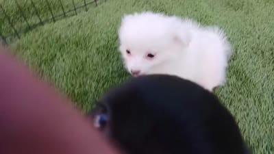 LINDSAY , a female Pomeranian and Morkie for sale in Snowflake, AZ – 9 of 9