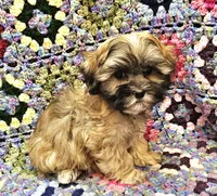 LINDSAY , a female Maltese and Toy Australian Shepherd for sale in Snowflake, AZ – 4 of 8