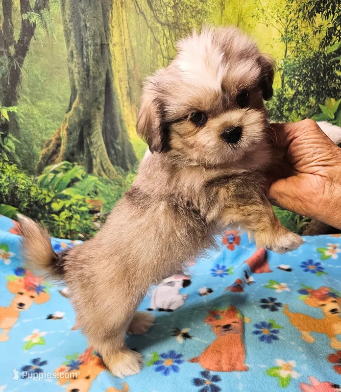 Mohawk  – Toy Australian Shepherd, Mal Shi puppy for sale in Snowflake, AZ