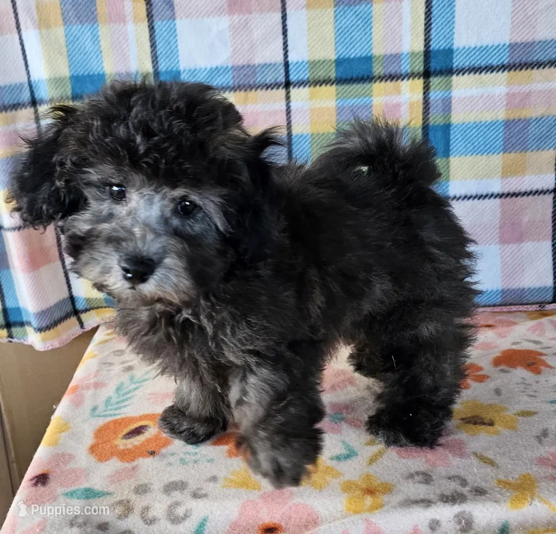 DOVE – Maltipoo puppy for sale in Snowflake, AZ