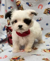 Puperoni, a male Morkie for sale in Snowflake, AZ – 6 of 10