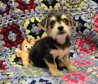 SARA, a female Morkie for sale in Snowflake, AZ – 1 of 7