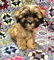 LINDSAY , a female Maltese and Toy Australian Shepherd for sale in Snowflake, AZ – 6 of 8