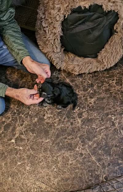 MILLIE, a female Yorkshire Terrier and Morkie for sale in Snowflake, AZ – 7 of 8