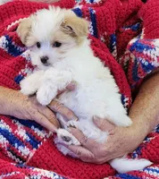 Garnett, a male Morkie for sale in Snowflake, AZ – 6 of 9