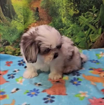 SINATRA , a male Toy Australian Shepherd and Mal Shi for sale in Snowflake, AZ – 8 of 8