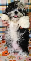 MACKY, a male Toy Australian Shepherd and Mal Shi for sale in Snowflake, AZ – 2 of 7