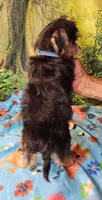 Boscoe, a male Morkie for sale in Snowflake, AZ – 3 of 6