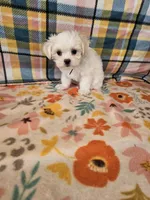 Igloo, a male Maltese and Mal Shi for sale in Snowflake, AZ – 5 of 6