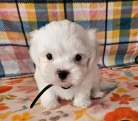 John, a male Shih Tzu and Morkie for sale in Snowflake, AZ – 3 of 6