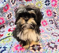 FANNY, a female Toy Australian Shepherd and Mal Shi for sale in Snowflake, AZ – 5 of 10