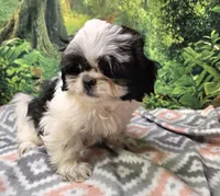 SADIE, a female Mal Shi for sale in Snowflake, AZ – 3 of 7