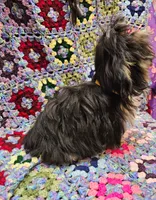 FANNY, a female Toy Australian Shepherd and Mal Shi for sale in Snowflake, AZ – 7 of 10