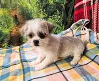 Candy , a female Pekingese for sale in Snowflake, AZ – 5 of 8