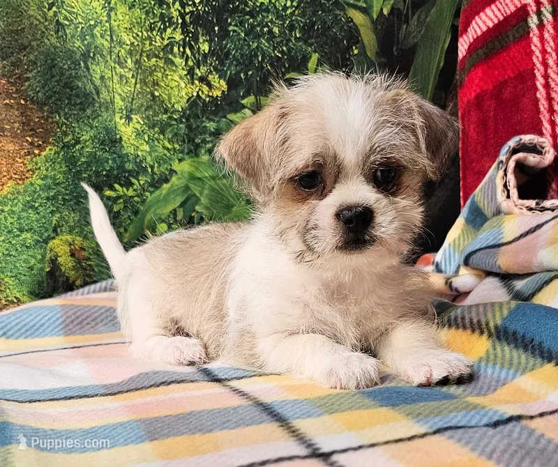 Candy  – Pekingese puppy for sale in Snowflake, AZ