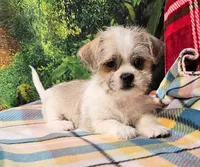 Candy , a female Pekingese for sale in Snowflake, AZ – 1 of 8