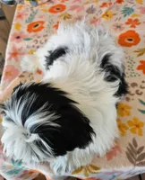 HART, a male Mal Shi for sale in Snowflake, AZ – 4 of 7