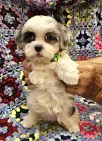SUMMER , a female Maltese and Toy Australian Shepherd for sale in Snowflake, AZ – 3 of 8