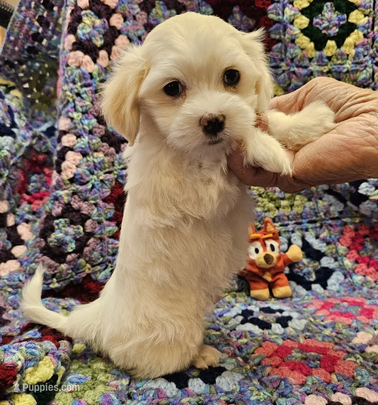 Moses – Maltese puppy for sale in Snowflake, AZ