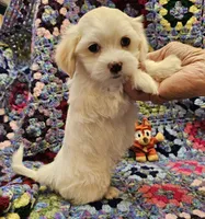 Moses, a male Maltese for sale in Snowflake, AZ – 1 of 6