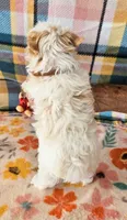 Revolver, a male Maltese and Yorkshire Terrier for sale in Snowflake, AZ – 2 of 9