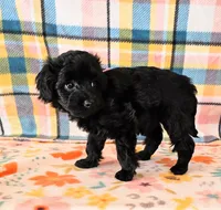 Whitney , a female Yorkipoo for sale in Snowflake, AZ – 5 of 8