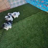 MACKY, a male Toy Australian Shepherd and Mal Shi for sale in Snowflake, AZ – 6 of 7