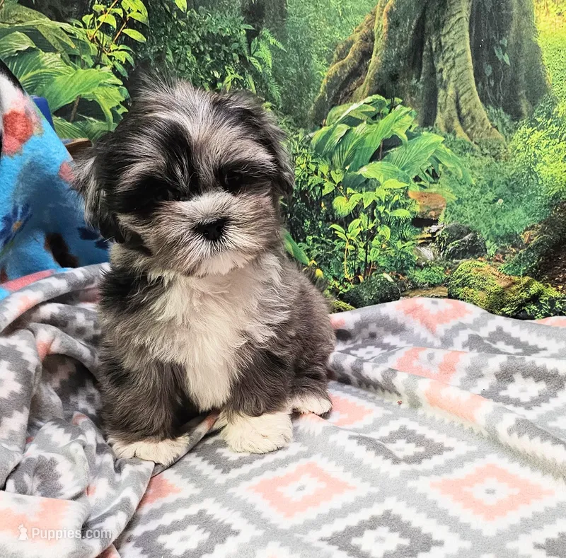 SABRINA  – Toy Australian Shepherd, Mal Shi puppy for sale in Snowflake, AZ