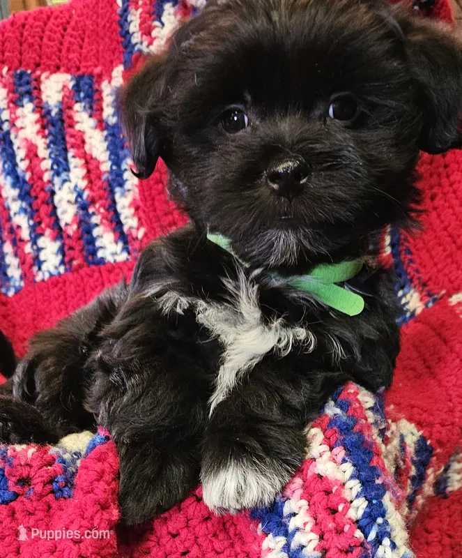 CROSS – Shih Tzu, Morkie puppy for sale in Snowflake, AZ
