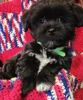 CROSS, a male Shih Tzu and Morkie for sale in Snowflake, AZ – 3 of 8