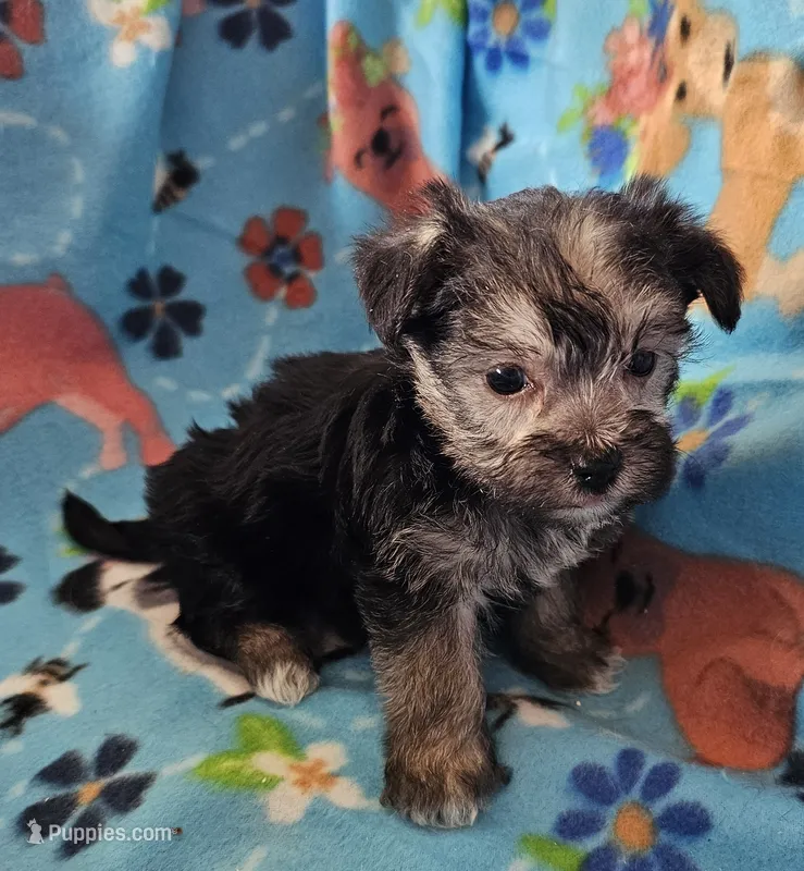 LONDON  – Morkie puppy for sale in Snowflake, AZ