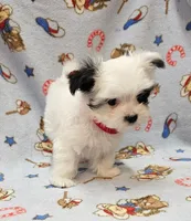 Puperoni, a male Morkie for sale in Snowflake, AZ – 2 of 10