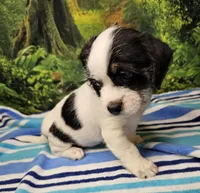 JACK, a male Toy Australian Shepherd for sale in Snowflake, AZ – 2 of 8