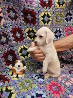 Rachel , a female Morkie for sale in Snowflake, AZ – 4 of 5