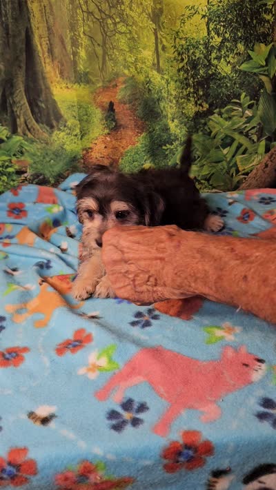 Danny , a male Morkie for sale in Snowflake, AZ – 7 of 7