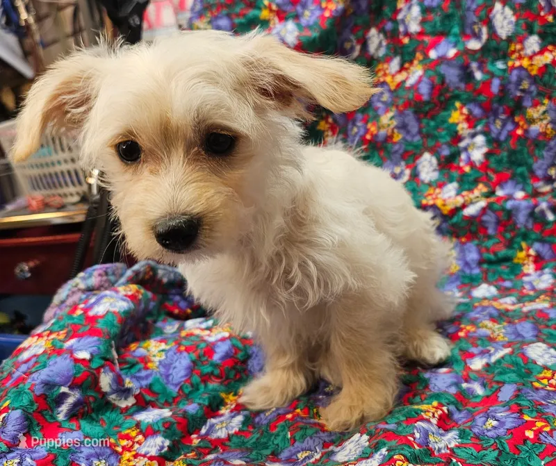 Rebecca  – Morkie puppy for sale in Snowflake, AZ