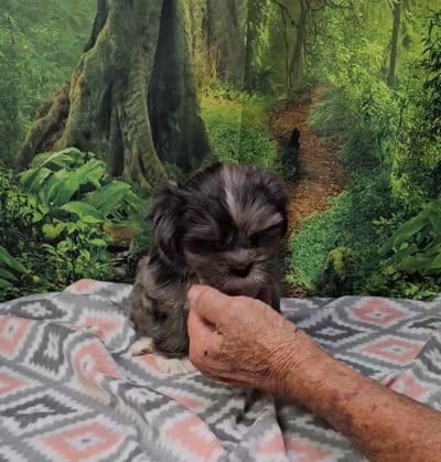 SABRINA , a female Toy Australian Shepherd and Mal Shi for sale in Snowflake, AZ – 8 of 8