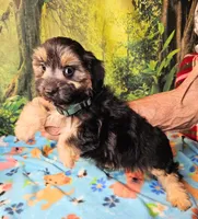 Danny , a male Morkie for sale in Snowflake, AZ – 3 of 7