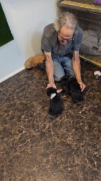 TOTO, a male Yorkshire Terrier and Morkie for sale in Snowflake, AZ – 9 of 9