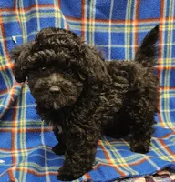 DINO, a male Maltipoo for sale in Snowflake, AZ – 4 of 7
