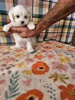 Yoko, a female Morkie and Mal Shi for sale in Snowflake, AZ – 5 of 9