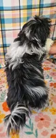 MACKY, a male Toy Australian Shepherd and Mal Shi for sale in Snowflake, AZ – 3 of 7