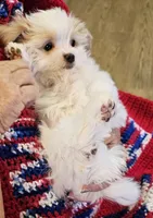 Garnett, a male Morkie for sale in Snowflake, AZ – 4 of 9