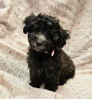 DOVE, a female Maltipoo for sale in Snowflake, AZ – 1 of 7
