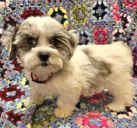 Breezy , a female Maltese and Toy Australian Shepherd for sale in Snowflake, AZ – 2 of 10
