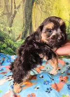 Danny , a male Morkie for sale in Snowflake, AZ – 6 of 7