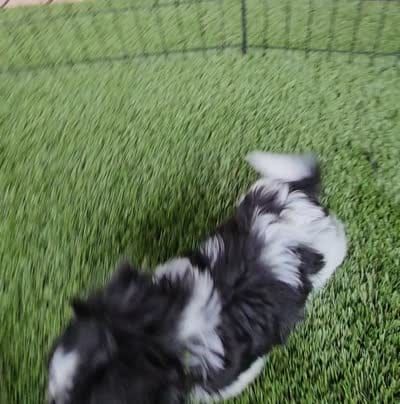 Checkers , a male Maltese and Shih Tzu for sale in Snowflake, AZ – 6 of 6