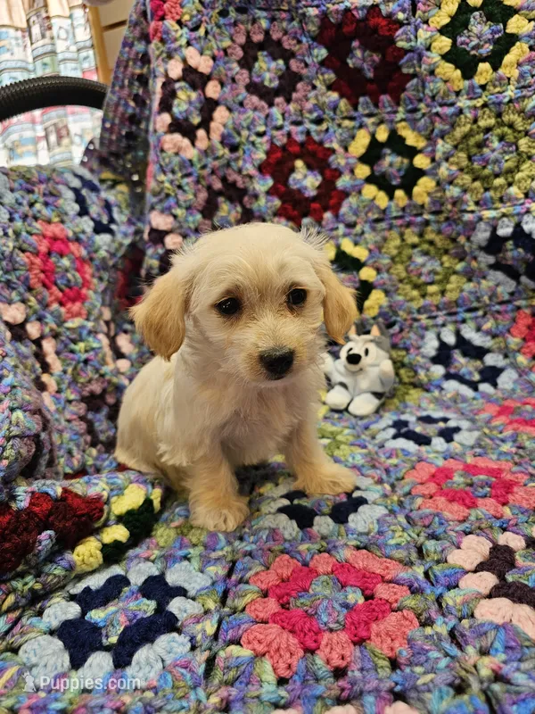 Rebecca  – Morkie puppy for sale in Snowflake, AZ